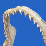 bigeye thresher shark jaw