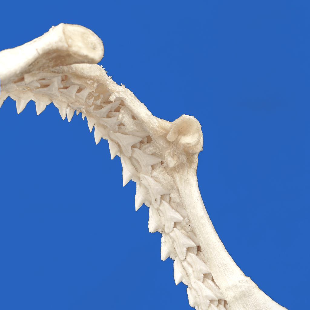 Spot-tail Shark Jaws For Sale | Oceanicshark Company