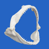 Father's day present buy real shark jaws