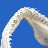 Father's day present  shark jaws shark teeth