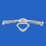 real hammerhead shark skull for sale