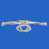 hammerhead shark skull