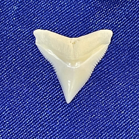 Bull Shark Tooth jewellery making 21-24mm