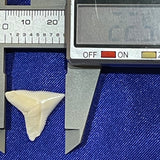 Bull Shark Tooth jewellery making 21-24mm