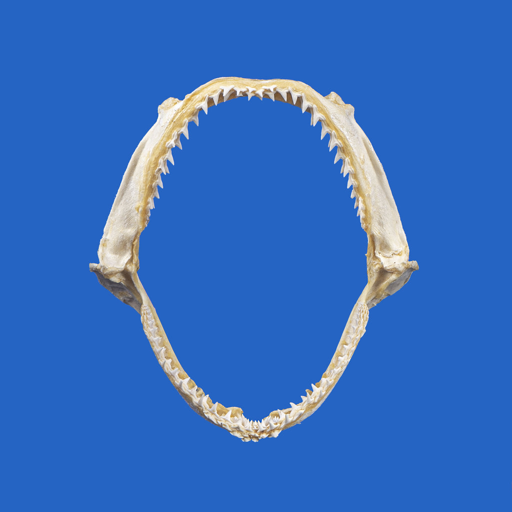 Hammerhead Shark Jaws – Oceanicshark