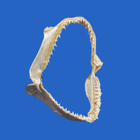 hammerhead shark jaws