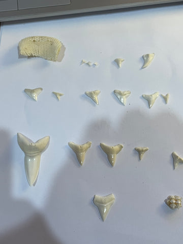 Special order assorted Shark Teeth