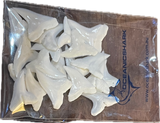 Special order Shark teeth for sale