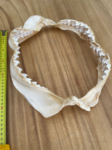 Real Tiger Shark Jaws T171