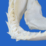 hammerhead shark jaw