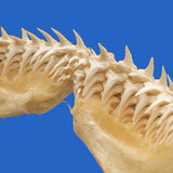 real shark jaws buy online