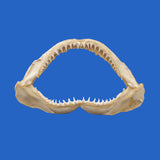 buy lemon shark jaws