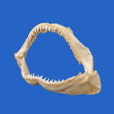 shark birthday gift - real shark jaw