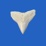 Bull Shark Tooth in Display Box