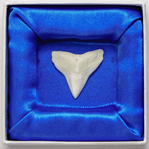 Bull Shark Tooth in Display Box