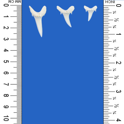 Rare Sand Tiger Shark Teeth Collection