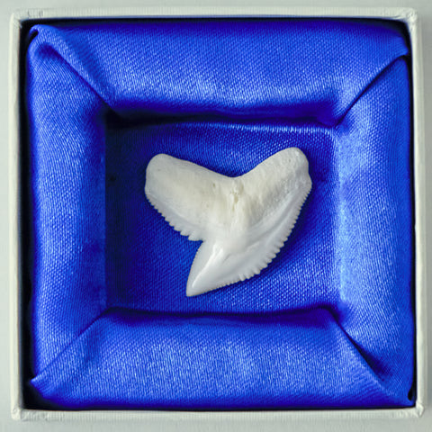 Boxed Tiger Shark Tooth