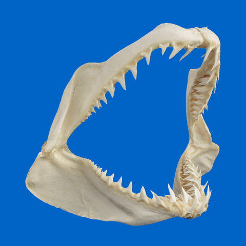 Large Mako shark jaws with sharp teeth