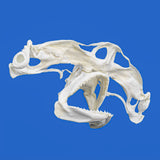 hammerhead shark skull for sale