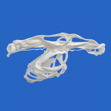 buy hammerhead shark skull