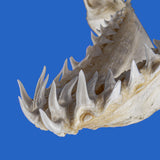 mako shark jaws and teeth buy