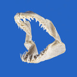 mako shark jaws for sale by oceanicshark australia