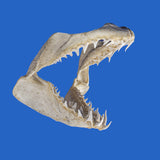 mako shark jaws