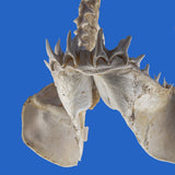 Mako shark jaws and teeth
