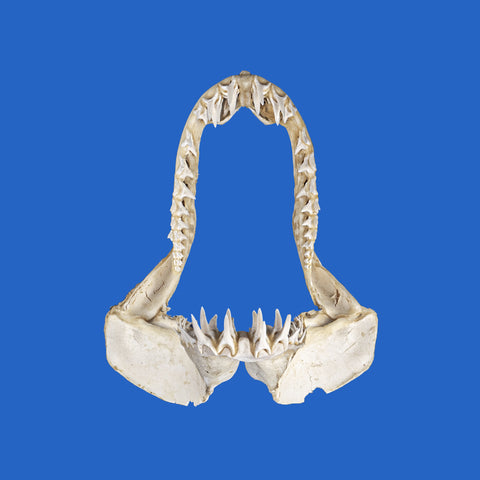 Mako shark jaws