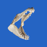 Buy real Mako shark jaws