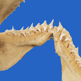 mako shark teeth and jaws