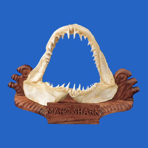 Mako shark jaws on display