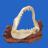 Shark jaws display