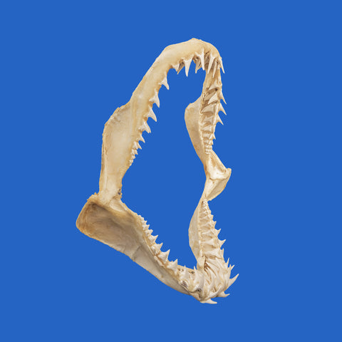 large mako shark jaws for sale