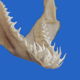 real mako shark jaws
