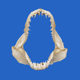 real shark jaw for sale