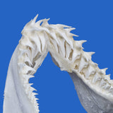 Mako shark teeth