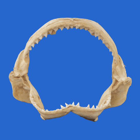 shark jaws for sale
