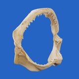 real shark jaws buy online