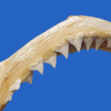 shark teeth on shark jaws java shark