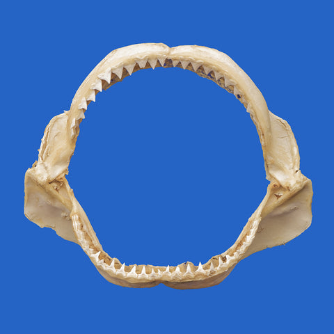 java shark jaws