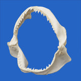 Real Bull shark jaw with sharp teeth on a blue background