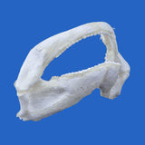 Real tawny nurse shark jaws on blue background