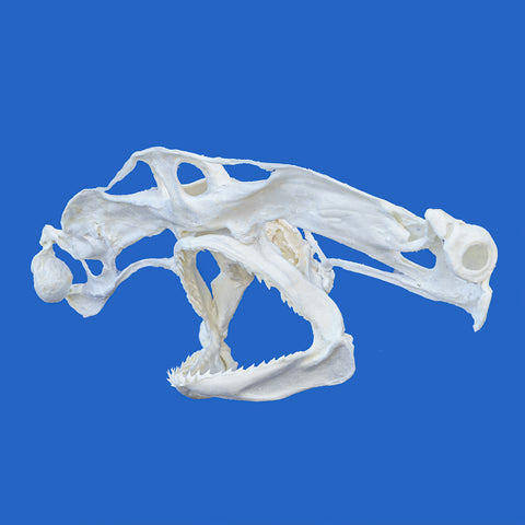 hammerhead shark skull for sale by oceanicshark