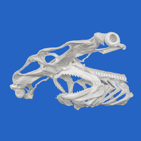 real hammerhead shark skull 