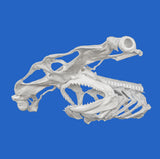 real hammerhead shark skull 