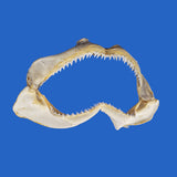 shark jaws by oceanicshark australia