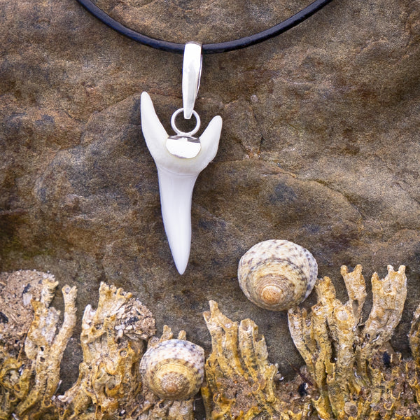 Fossil Great White Shark Tooth Pendants