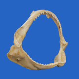 grey whaler shark jaws