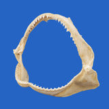 real grey whaler shark jaws sale